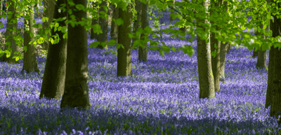 Woodland burials
